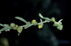Waltheria indica