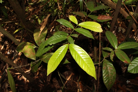 Syzygium scortechinii