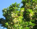 Elaeocarpus bancroftii