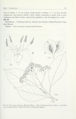 Pteleocarpa lamponga