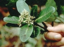 Aspidosperma excelsum