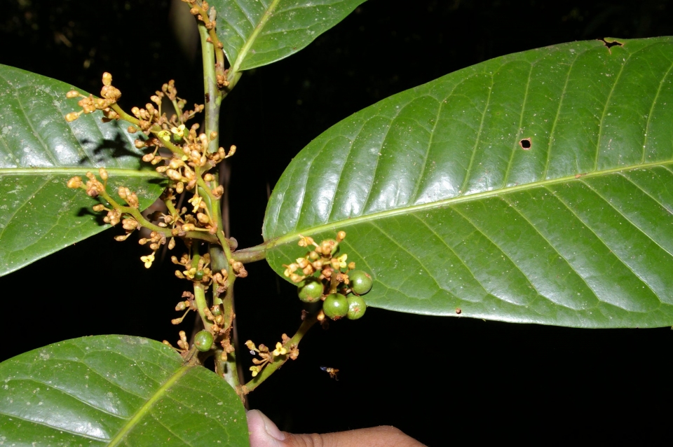 Iryanthera macrophylla