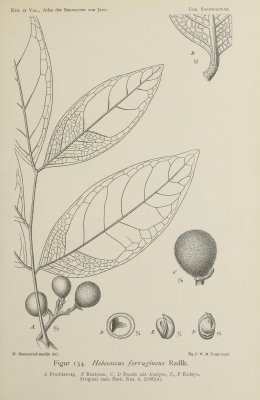 Lepisanthes ferruginea