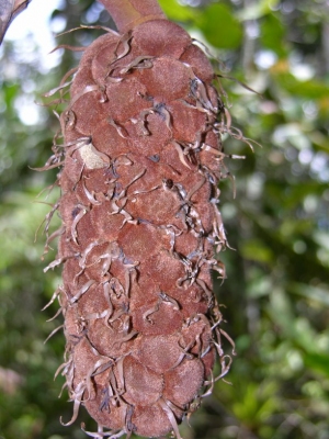 Wettinia longipetala