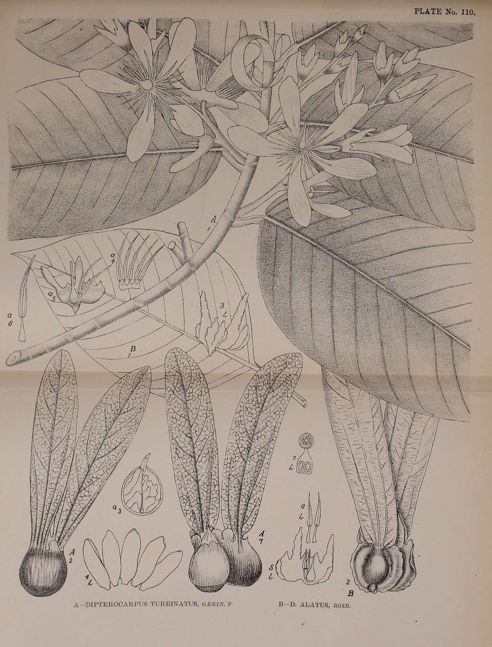 Dipterocarpus alatus