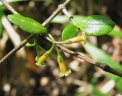 Alyxia stellata