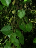 Vitis tiliifolia
