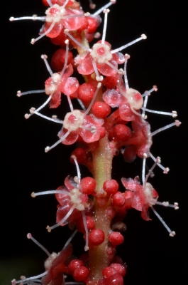 Maesobotrya cordulata
