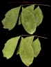 Zygia latifolia