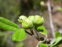 Hilsenbergia lyciacea