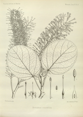 Kermadecia rotundifolia