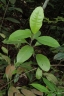 Vernonia arborea
