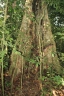 Gilletiodendron pierreanum