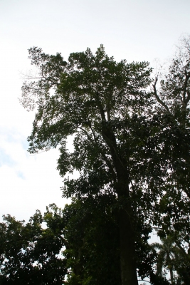 Cordia laevigata