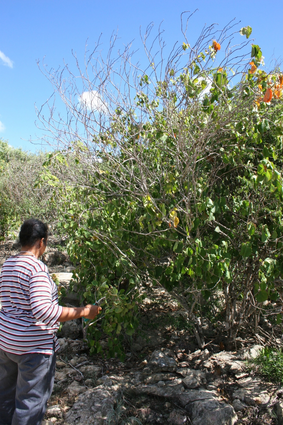 Croton bathianus