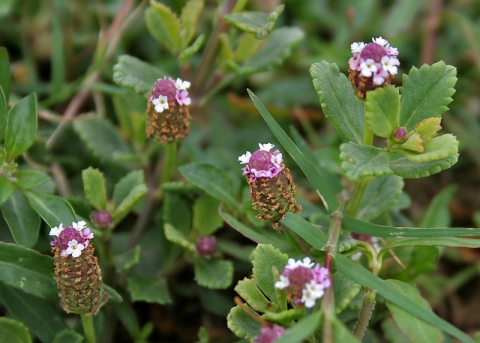 Phyla Nodiflora Useful Tropical Plants