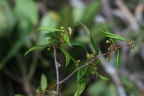 Secamone oleaefolia