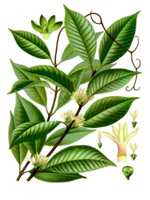 Willughbeia coriacea