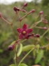 Baroniella acuminata