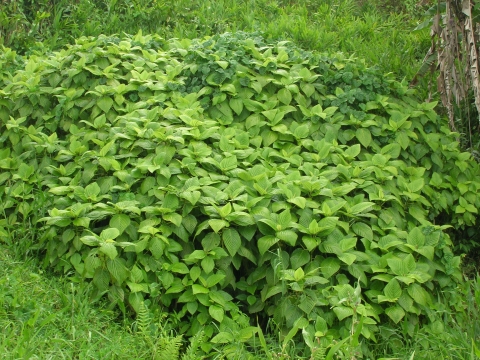 Touchardia latifolia