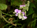 Pueraria phaseoloides