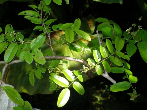 Dalbergia madagascariensis