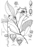 Endiandra longipedicellata