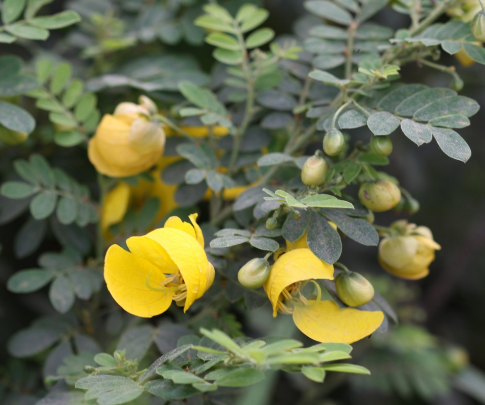 Senna pallida