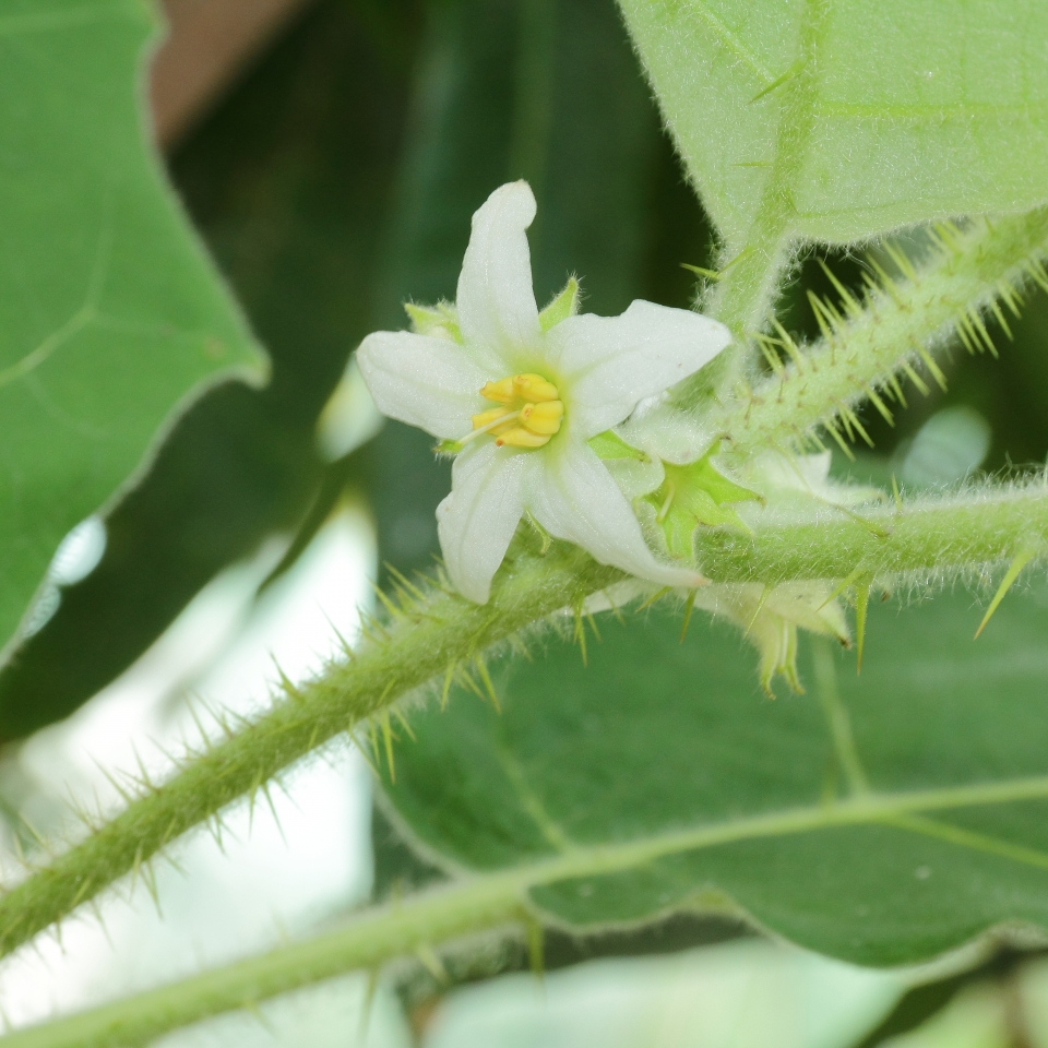 Solanum pseudolulo