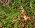 Acacia heterophylla