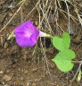 Ipomoea orizabensis