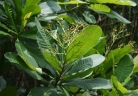 Anacardium excelsum