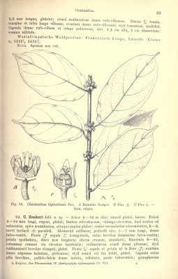 Cleistanthus bipindensis