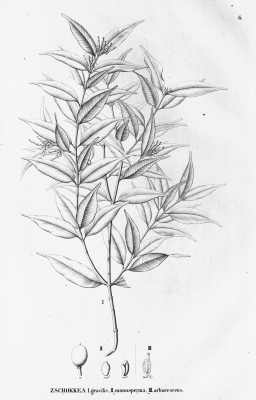 Lacmellea gracilis