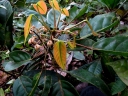 Elaeocarpus sepikanus