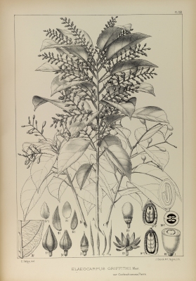 Elaeocarpus griffithii