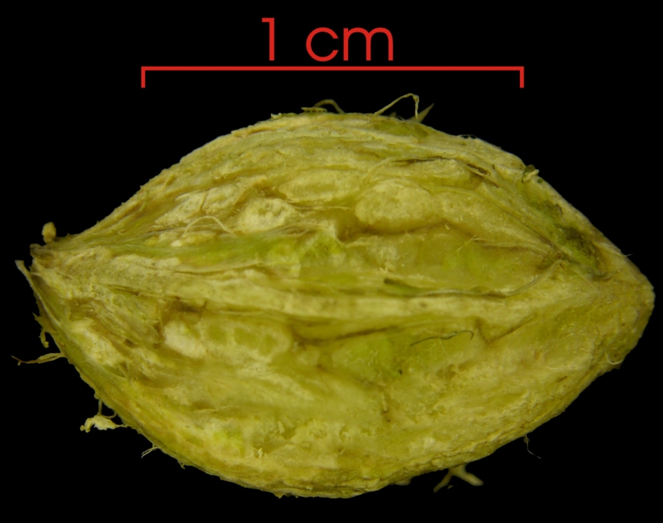 Buchenavia tetraphylla