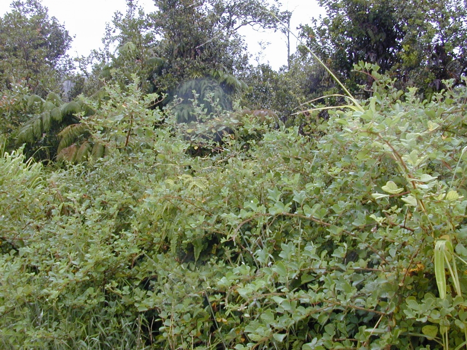 Rubus ellipticus