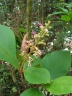 Miconia tomentosa