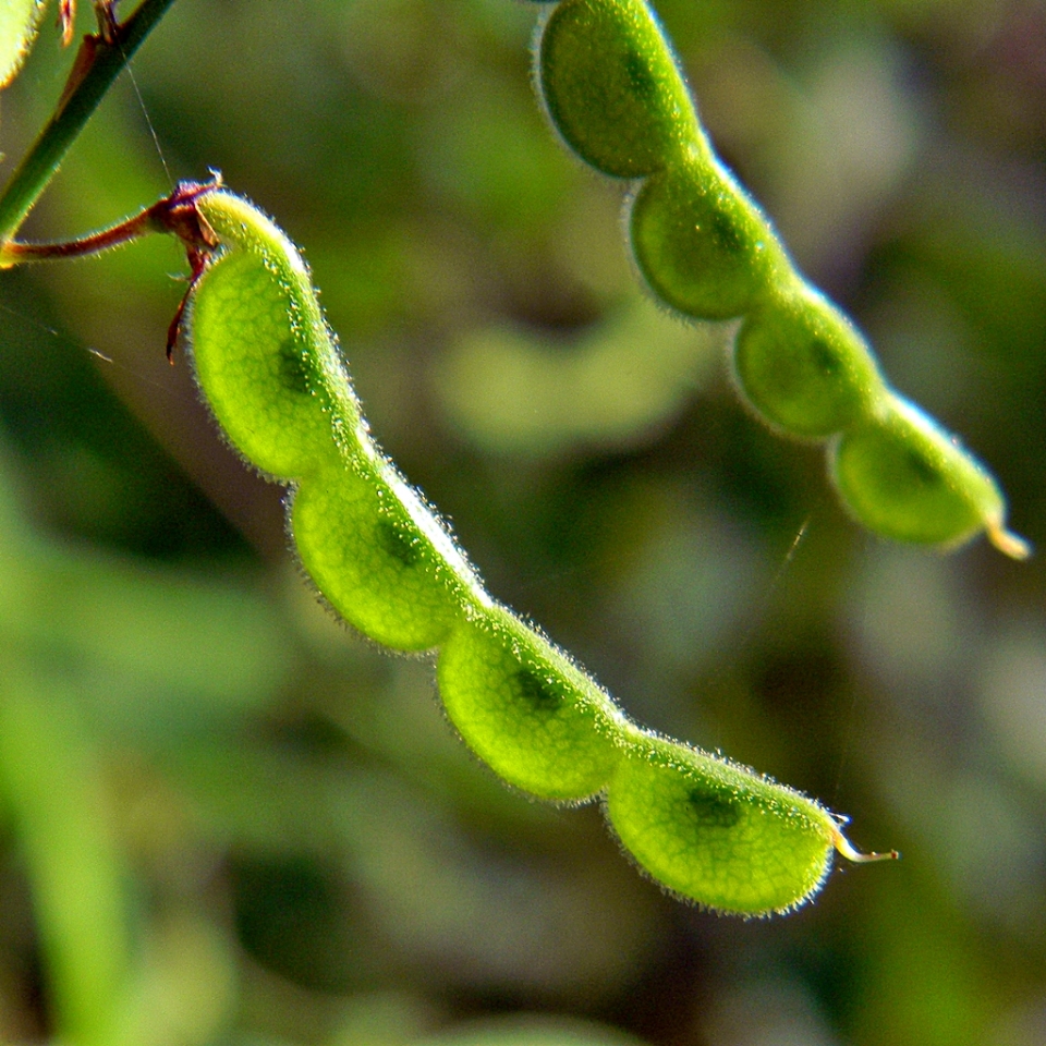 Desmodium incanum