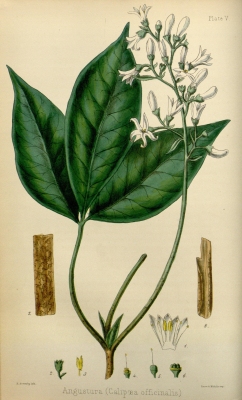 Angostura trifoliata