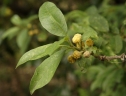 Maclura cochinchinensis