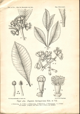 Syzygium suringarianum