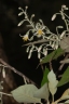 Styrax argenteus