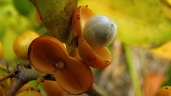 Maytenus obtusifolia