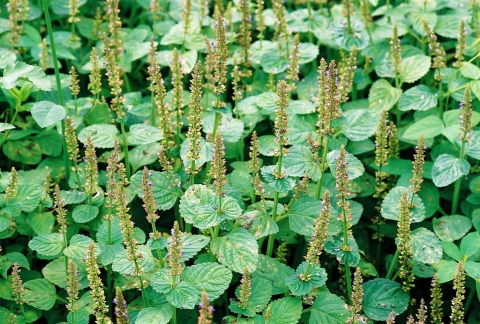 Plectranthus monostachyus