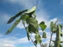 Bauhinia podopetala