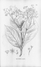 Nectandra cissiflora