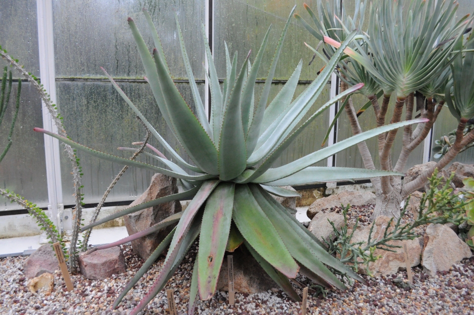 Aloe capitata