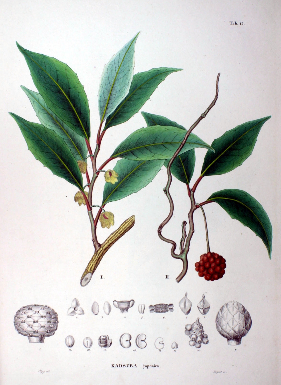 Kadsura japonica